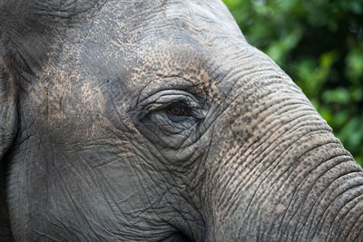 Close-up of elephant