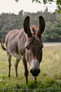Donkey looking in the camera 