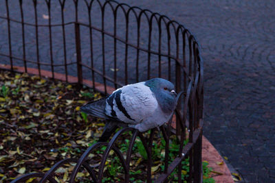 Close-up of pigeon