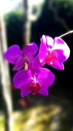 Close-up of pink flowers blooming outdoors