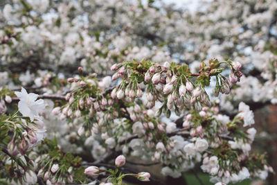 Close-up of white flowering plant