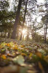 Surface level of trees in forest during autumn