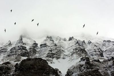 Flock of birds flying in the sky