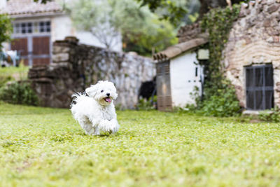 Maltese dog on a spring day