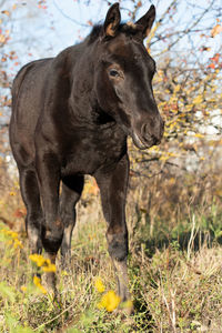 Close-up of black horse on field