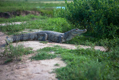 Close-up of crocodile on grass