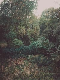 View of trees in forest