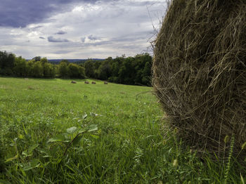 Scenic view of agricultural field against sky