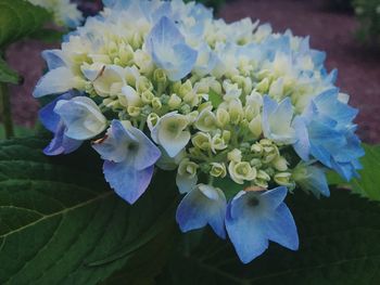 Close-up of flowers