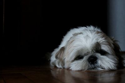 Close-up portrait of dog at home