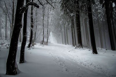 Snow covered trees in forest