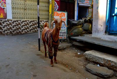 Full length of man on road