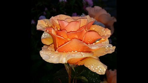 Close-up of water drops on rose