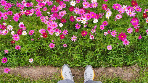 Low section of person standing by pink flowering plants