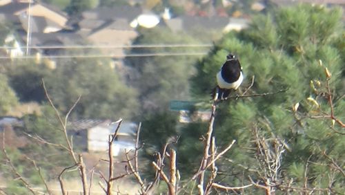 Bird perching on twig