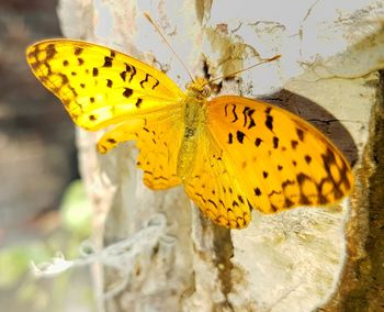 Butterfly perching on yellow flower