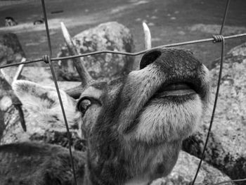 Close-up of a horse