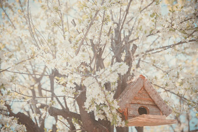 Low angle view of wooden birdhouse hanging on plum tree