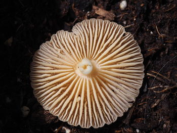 High angle view of mushrooms on field