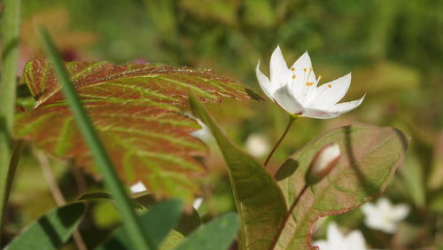 Close-up of flowers