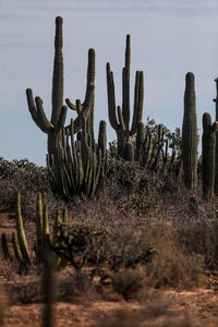 Cactus growing on field against sky