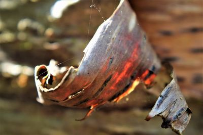 Close-up of dry leaf on wood