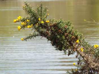 Plant growing in a pond