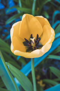 Close-up of yellow day lily blooming in park