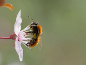 Close-up of insect on flower