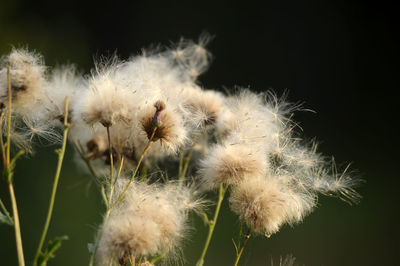 Close-up of dandelion against white background