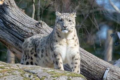 Snow leopard looking away