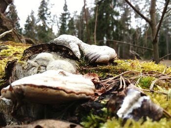 Close-up of moss