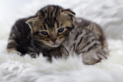 Close-up of a kitten