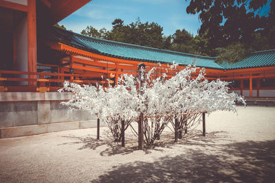 View of white flower against trees and building