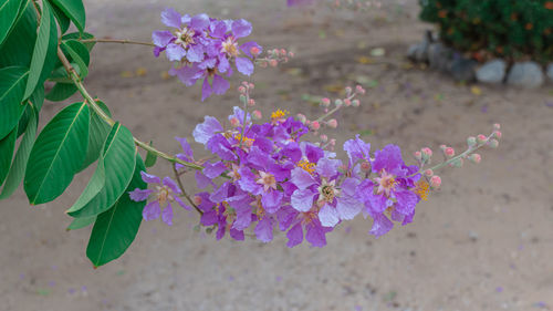 Close-up of pink flowering plant