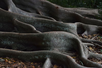 Fig tree roots, sarasota florida 