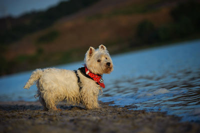 West highland white terrier standing at lakeshore