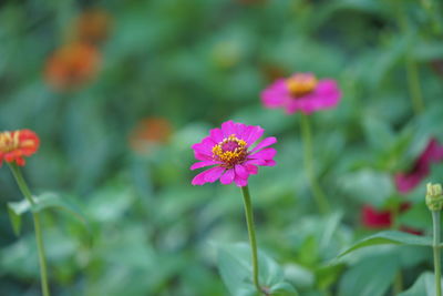 Close-up of pink flowering plant