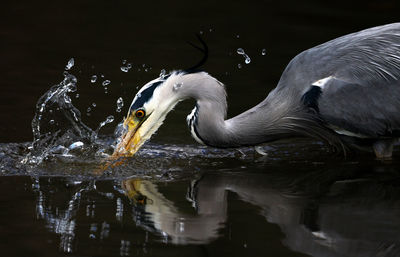 Close-up of bird in lake