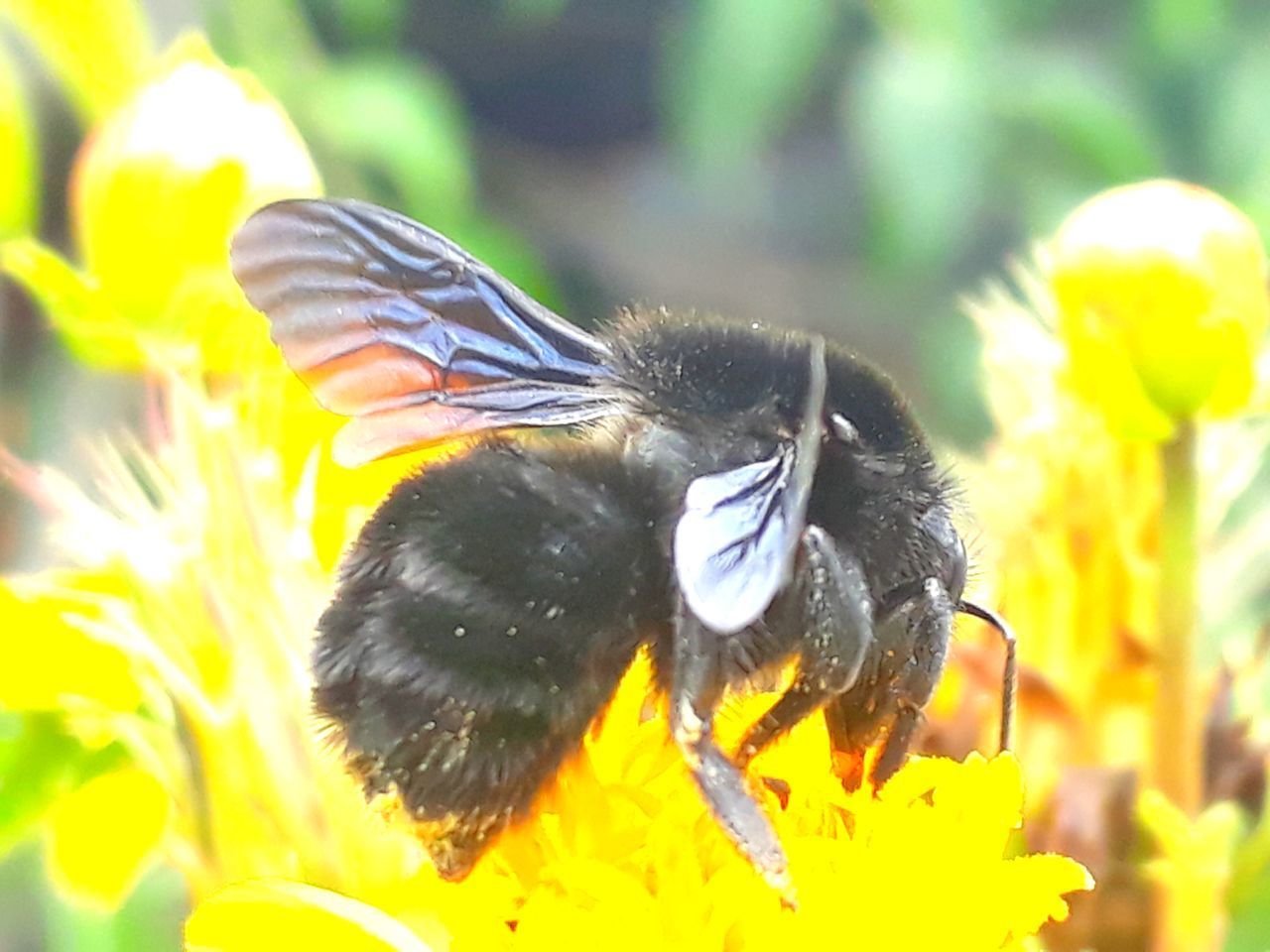 CLOSE-UP OF BEE ON FLOWER