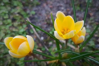Close-up of yellow crocus blooming outdoors