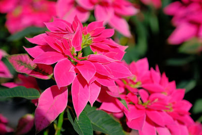 Close-up of pink flowering plant