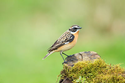 Close-up of bird perching on mossy tree stump