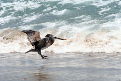 Side view of a pelican at coastline