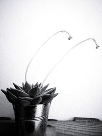 Close-up of potted plant against wall