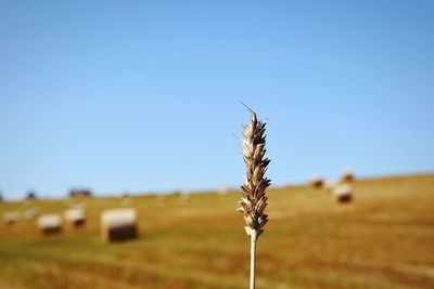 Close-up of plants on field against clear sky