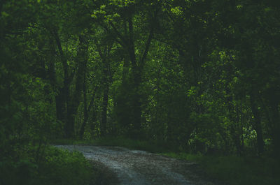 Dirt road amidst trees in forest
