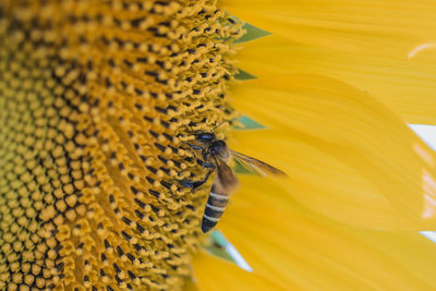 Close-up of bee pollinating on sunflower