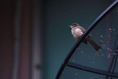 Low angle view of bird perching on fence