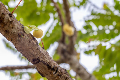 Gooseberry thai fruit on a branch, close-up shot